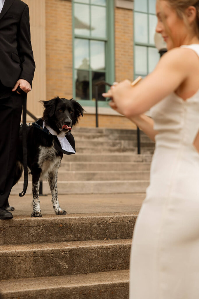 Dog licks his lips as bride prepares to give him a treat on the steps of her courthouse wedding