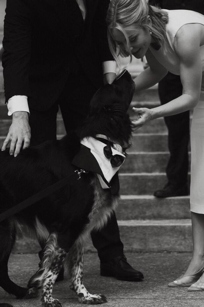 Bride and groom pet dog's chin