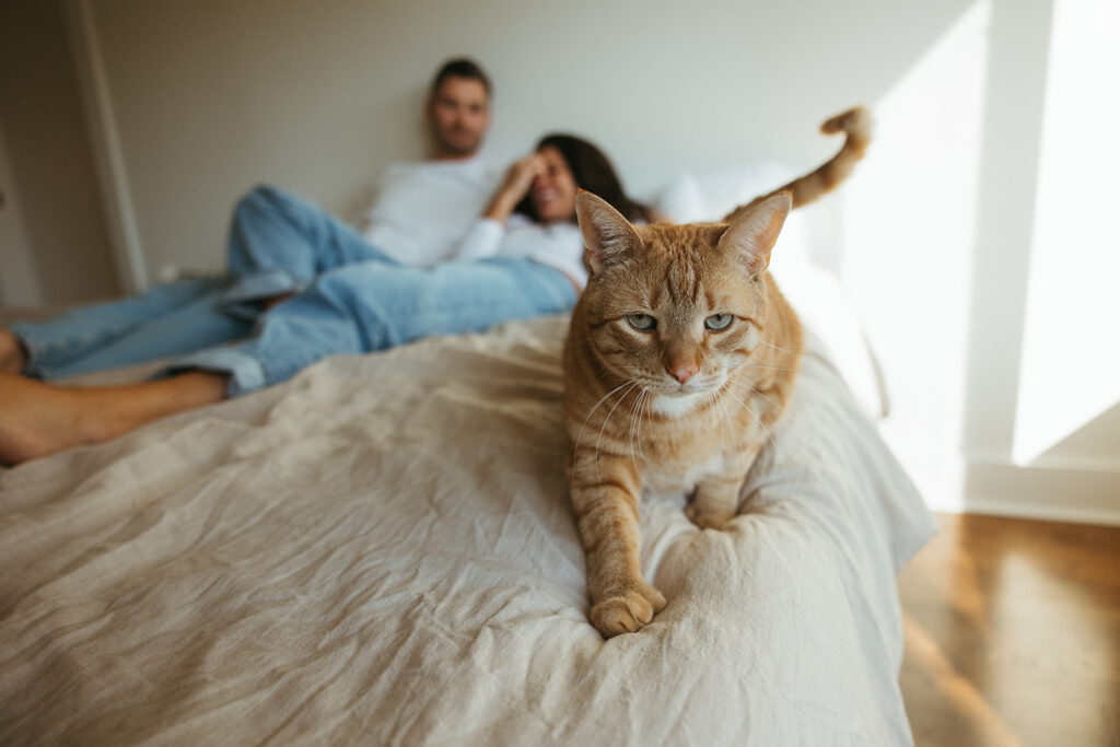 Engagement photo poses for couples with cats