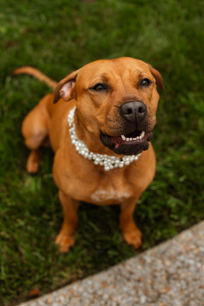 Brown dog wearing a pearl collar standing proudly at the backyard wedding in Tennessee