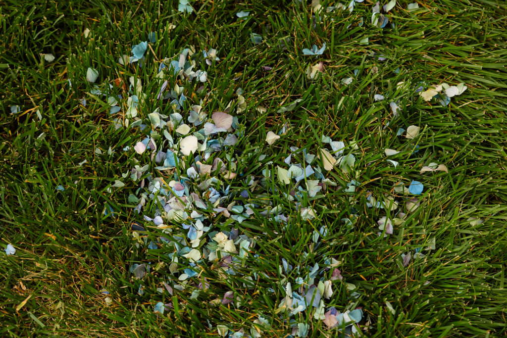 Scattered blue and green flower petals on the grass after the backyard wedding ceremony