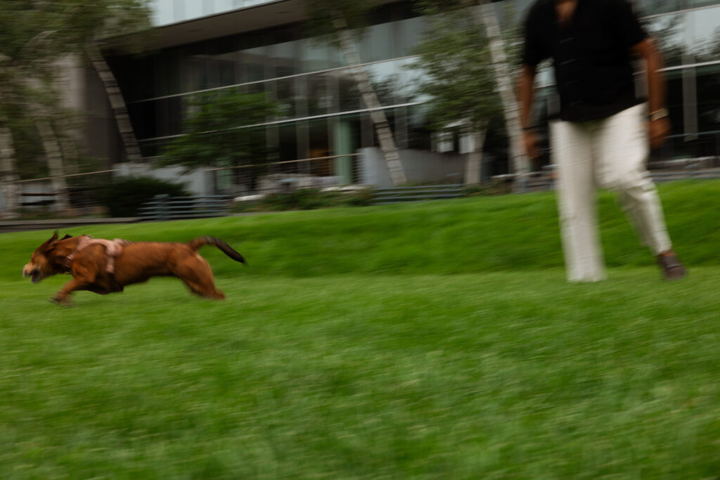 Their dog running full tilt across a grassy Minneapolis park, adding playful chaos to documentary engagement photography.