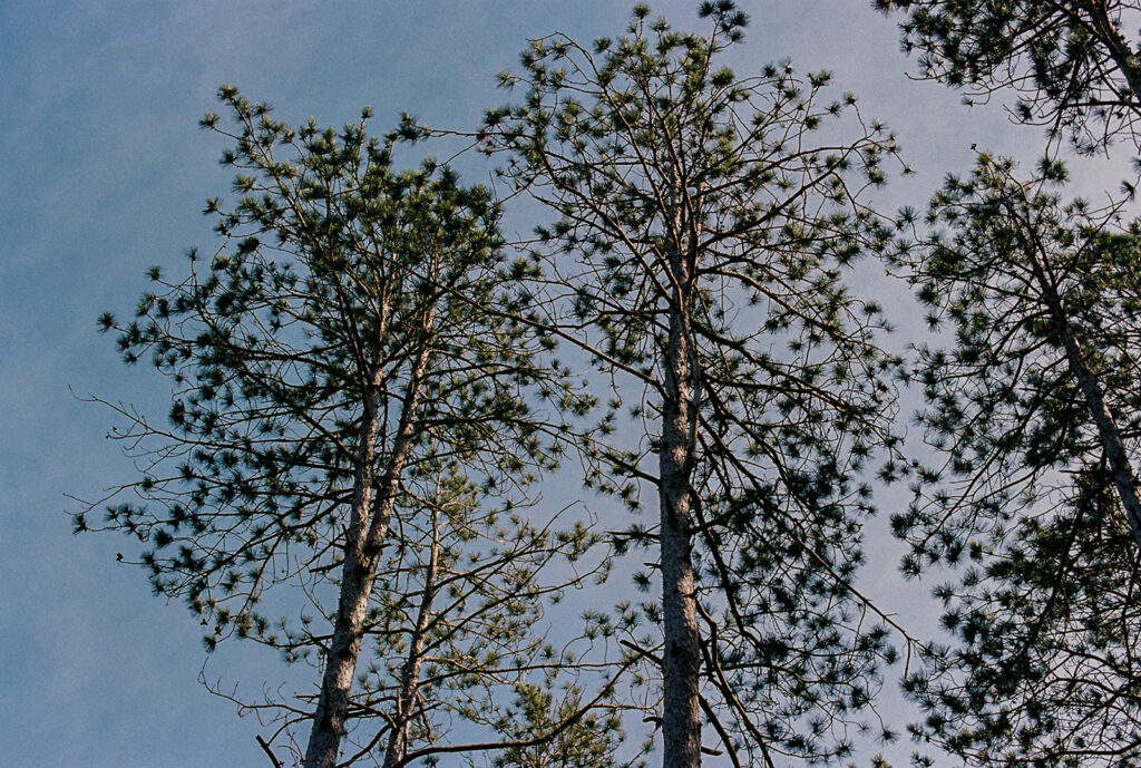 Pine trees reach toward a cloudless blue sky, towering over the venue.