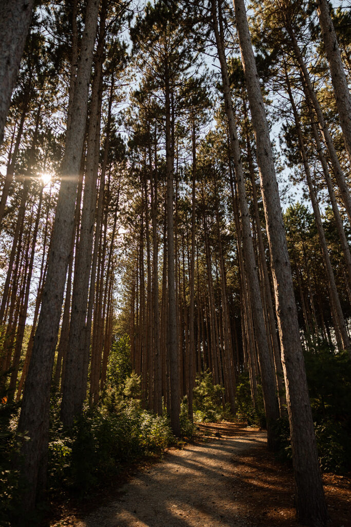 Sunlight streaming through tall pines at Pinewood in Cambridge, Minnesota — the dream backdrop for posed wedding photography that still feels alive.